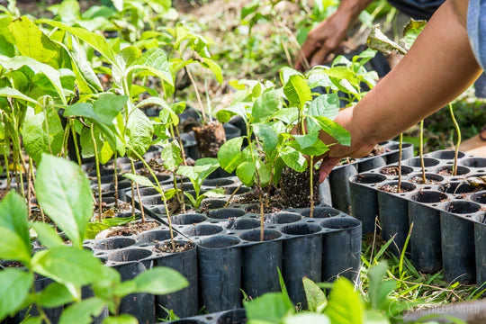 Divani sostenibili: a cosa bisogna prestare attenzione quando si acquista