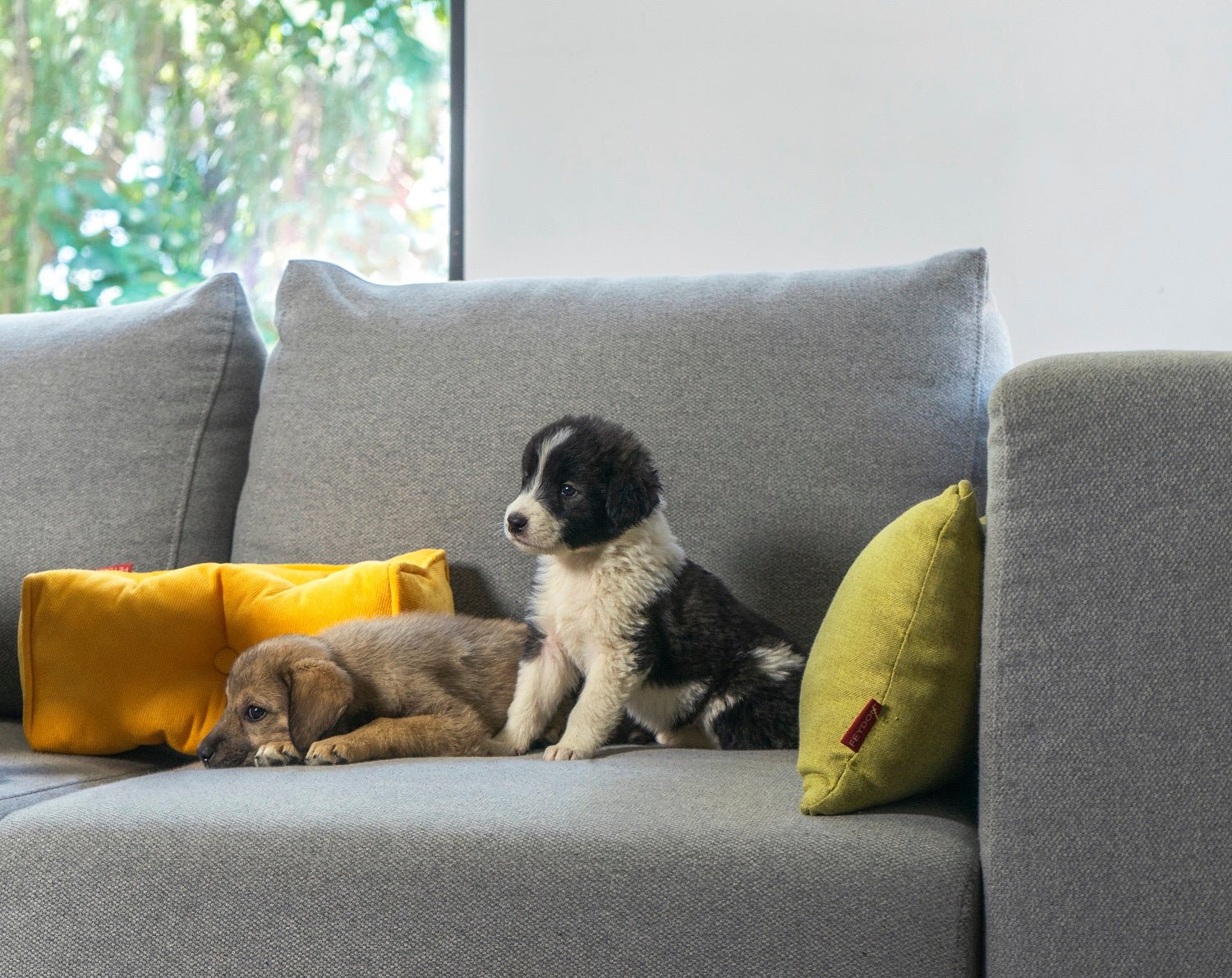 Il divano ideale per i proprietari di cani: copridivani sfoderabili e lavabili
