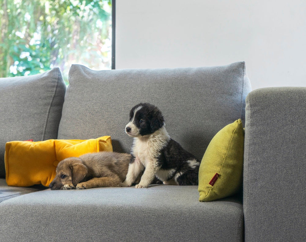 Il divano ideale per i padroni di cani: sfoderabile e lavabile – Livom