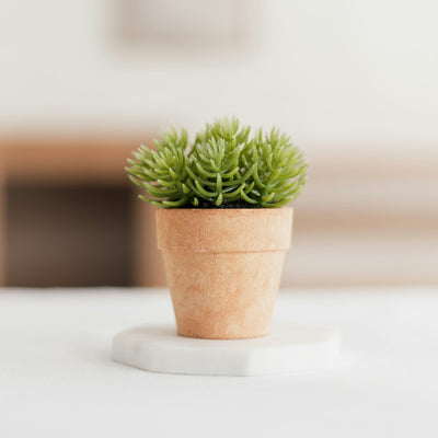 Piante facili da curare e piante artificiali in soggiorno: consigli e suggerimenti per una decorazione ottimale