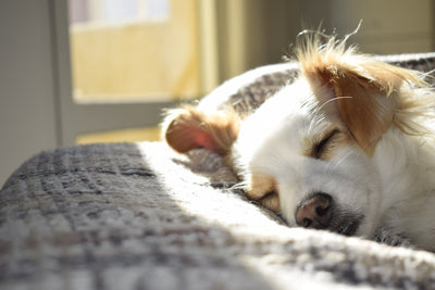 Il luogo di sonno ideale per il tuo cane: suggerimenti e consigli