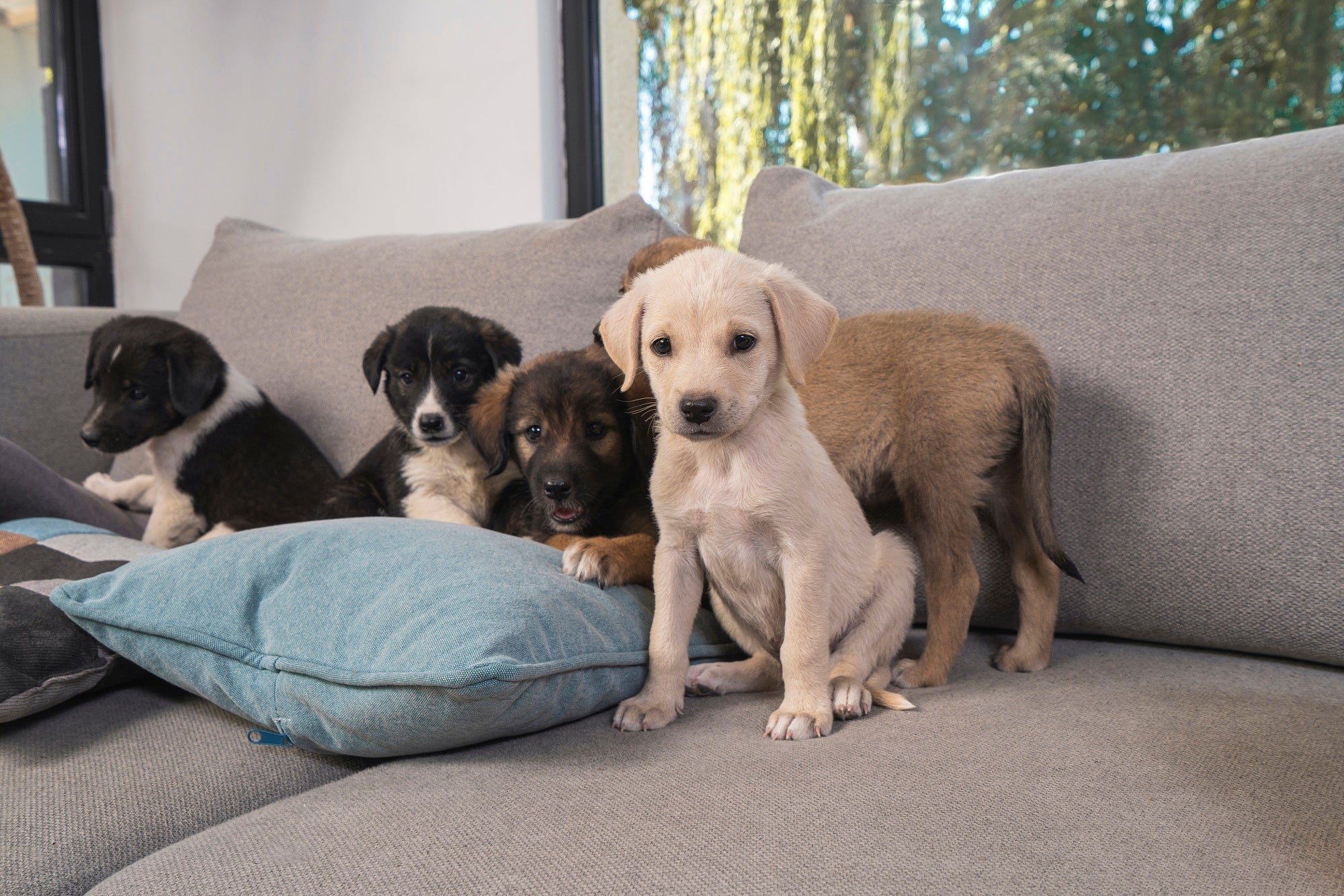 Eliminare gli odori sgradevoli dal divano: ecco come funziona